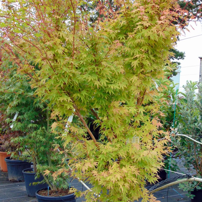 Erable du Japon - Acer palmatum Sangokaku (Senkaki) (Plant habit)