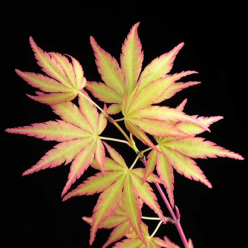 Erable du Japon - Acer palmatum Sangokaku (Senkaki) (Foliage)