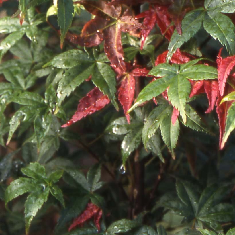 Érable du Japon - Acer palmatum Shindeshojo (Foliage)