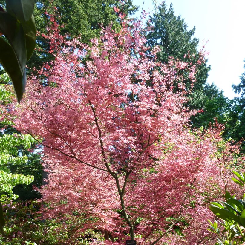 Érable du Japon - Acer palmatum Shindeshojo (Plant habit)