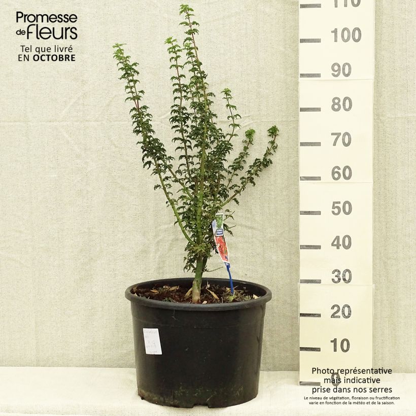 Example of Érable du Japon - Acer palmatum Shishigashira Pot de 18L/20L as you get in automne