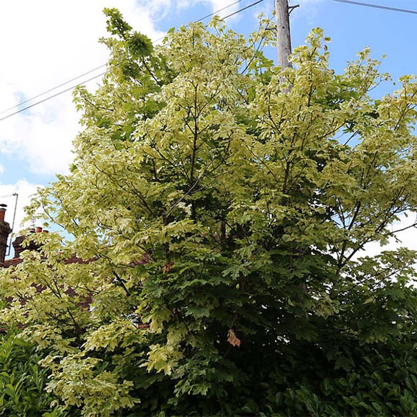 Erable plane - Acer platanoides Drummondii (Plant habit)