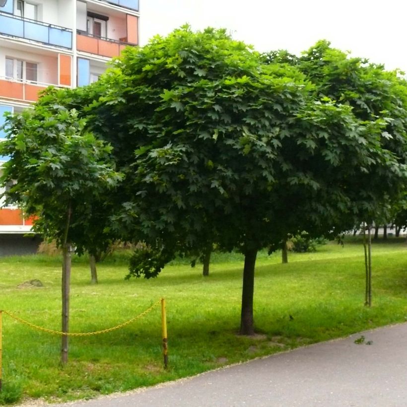 Erable boule - Acer platanoides Globosum (Plant habit)