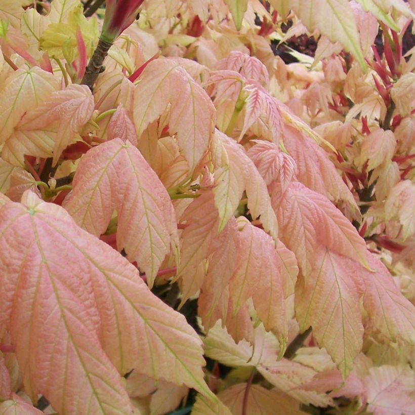 Erable sycomore - Acer pseudoplatanus Brilliantissimum (Foliage)