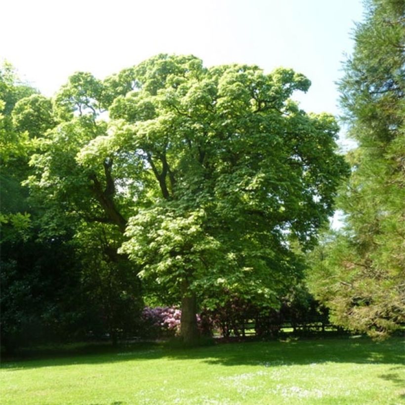 Érable sycomore Leopoldii - Acer pseudoplatanus (Plant habit)