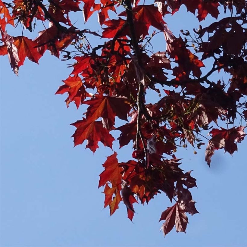 Acer platanoides Royal Red - Érable plane (Foliage)