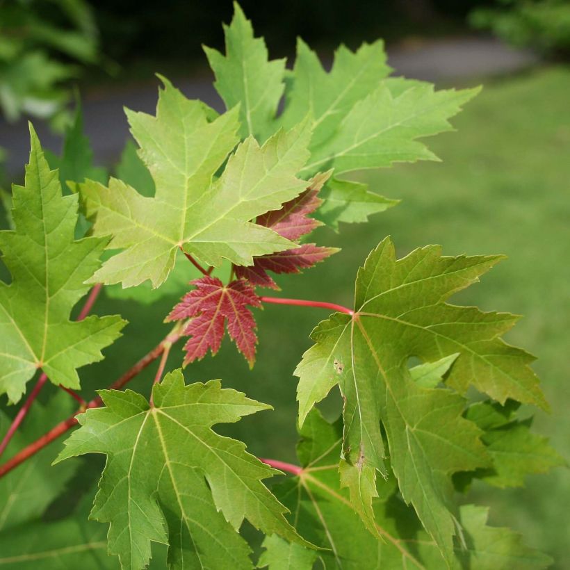 Érable argenté - Acer saccharinum (Foliage)