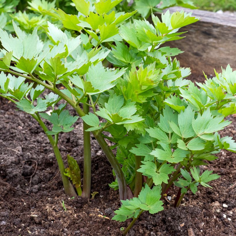 Ache des montagnes ou Livèche (Plant habit)