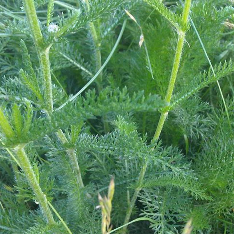 Achillée odorante - Achillea odorata (Foliage)