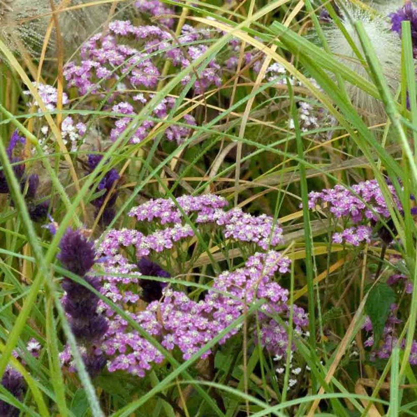 Achillée millefolium Chamois (Plant habit)