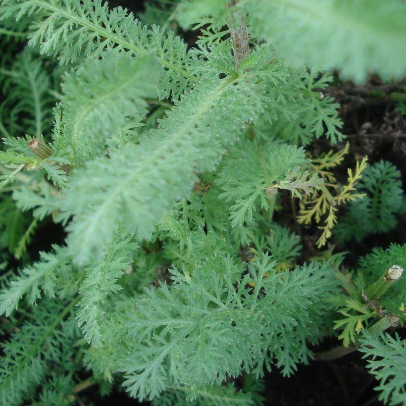 Achillée millefolium Red Velvet (Foliage)