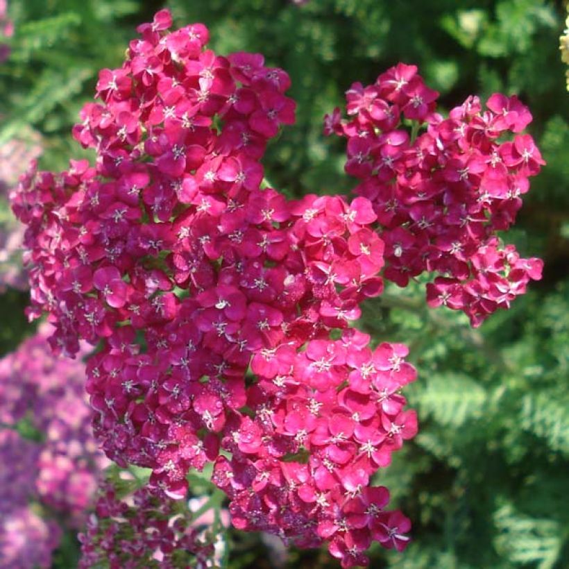 Achillée millefeuille Saucy seduction (Flowering)