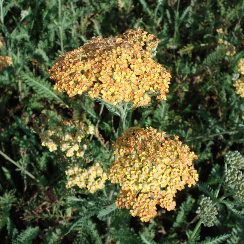 Achillée millefolium Summerwine (Plant habit)