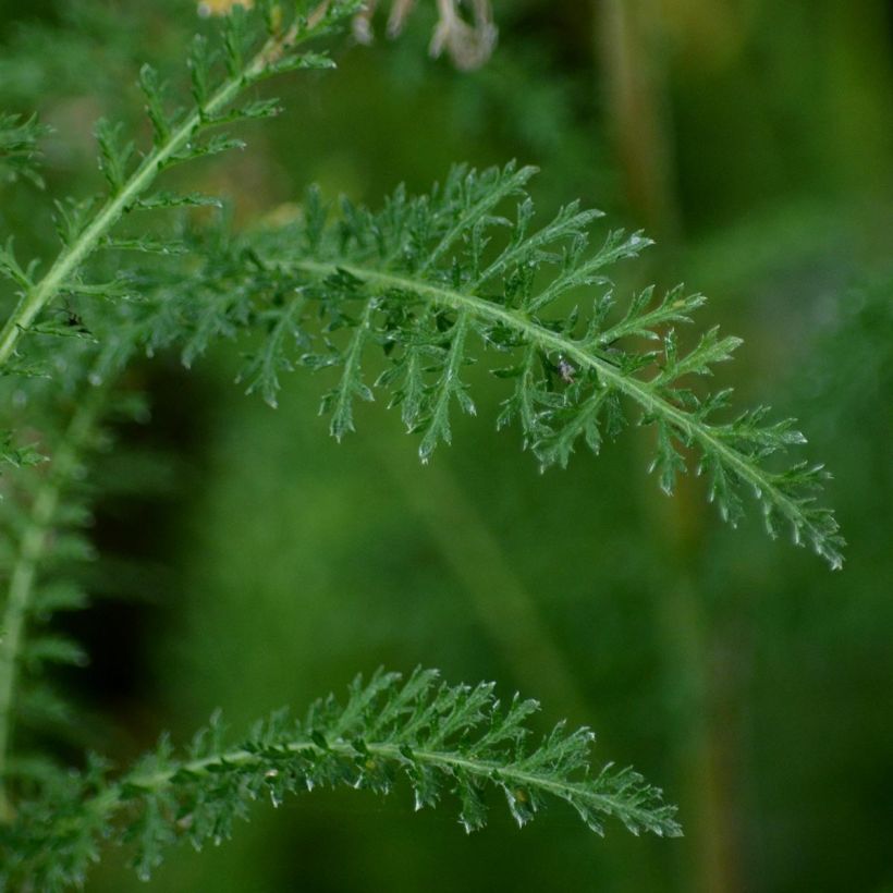 Achillée filipendulina Golden Plate (Foliage)