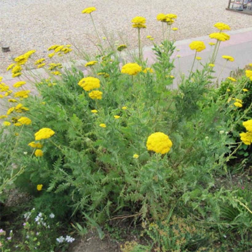 Achillée filipendulina Cloth of Gold (Plant habit)