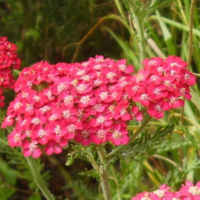 Achillée millefolium Petra (Flowering)