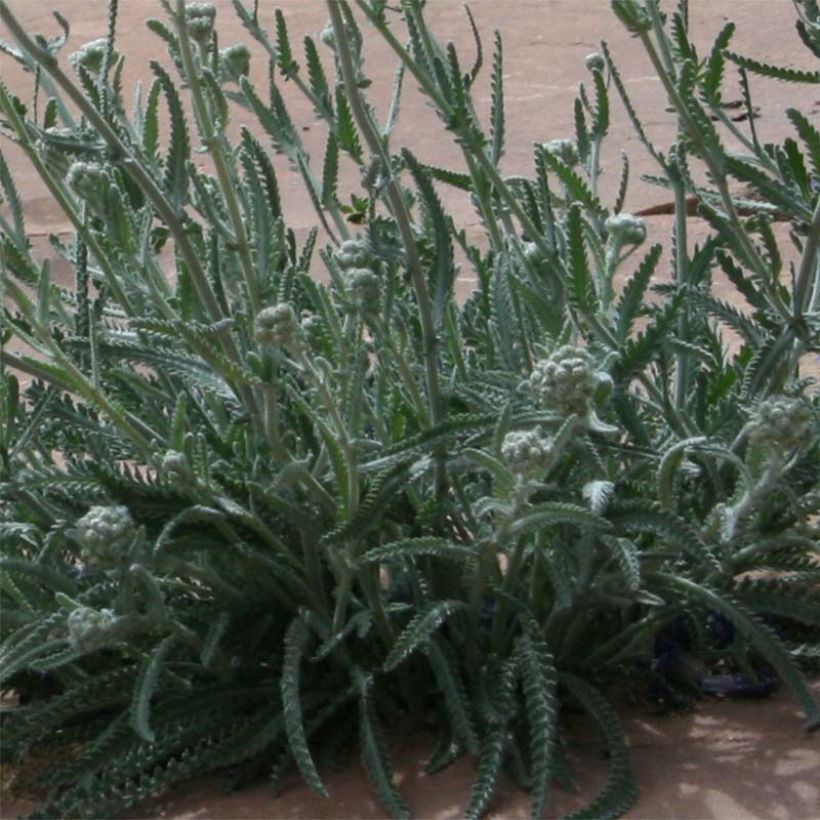 Achillea kellereri - Achillée (Foliage)