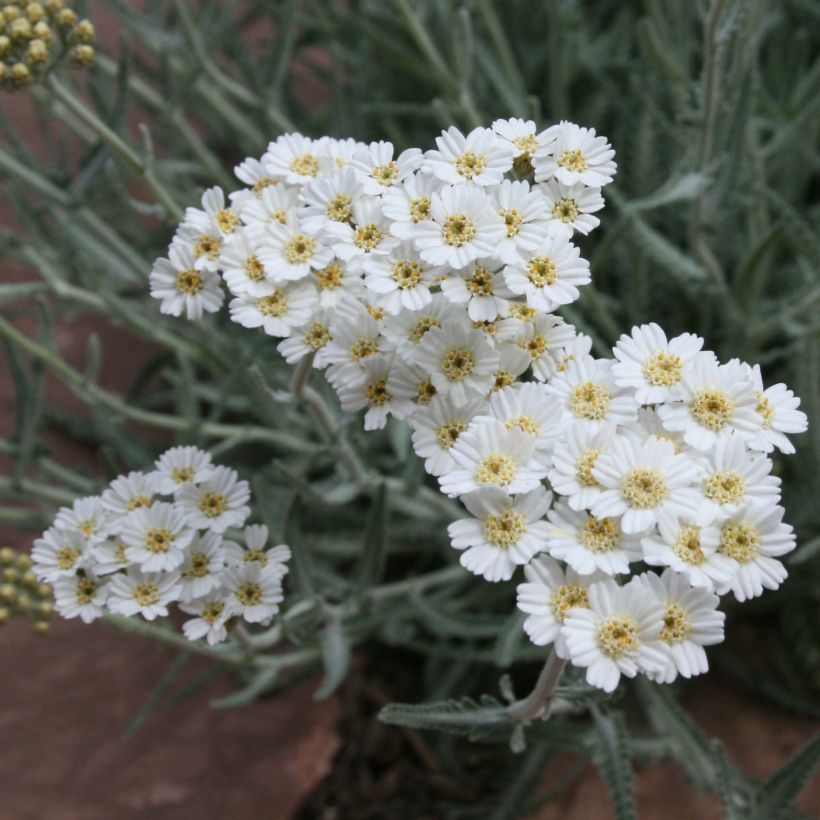 Achillea kellereri - Achillée (Flowering)
