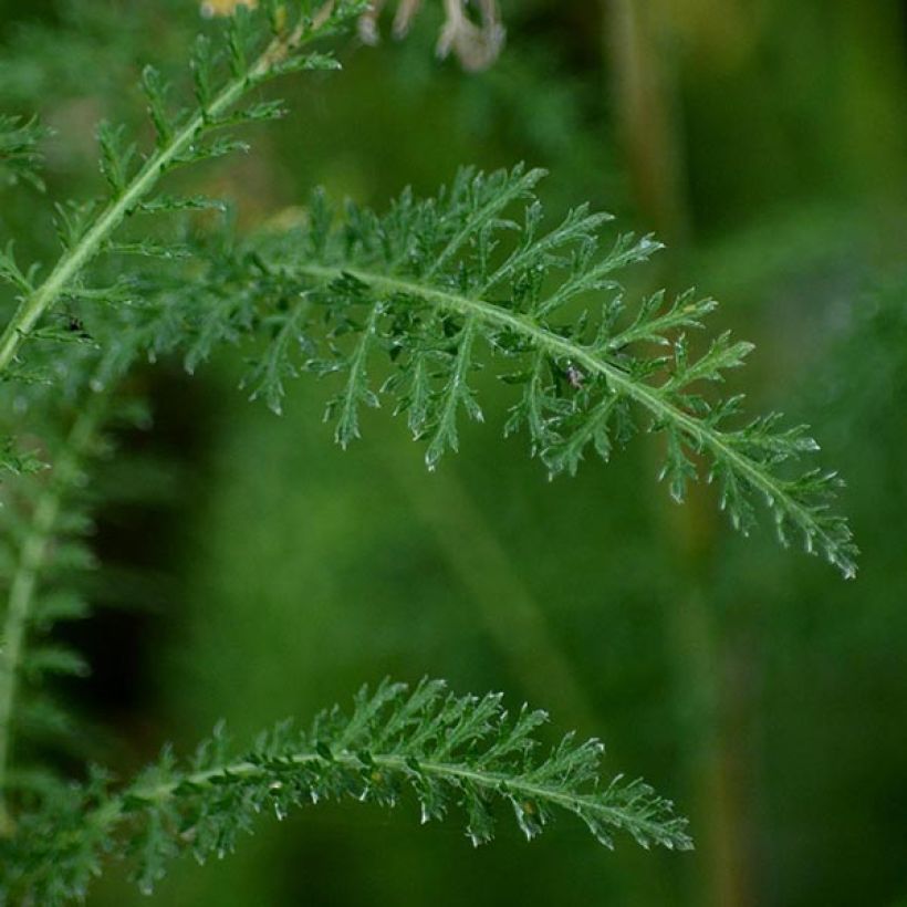 Achillée millefolium Cerise Queen (Foliage)