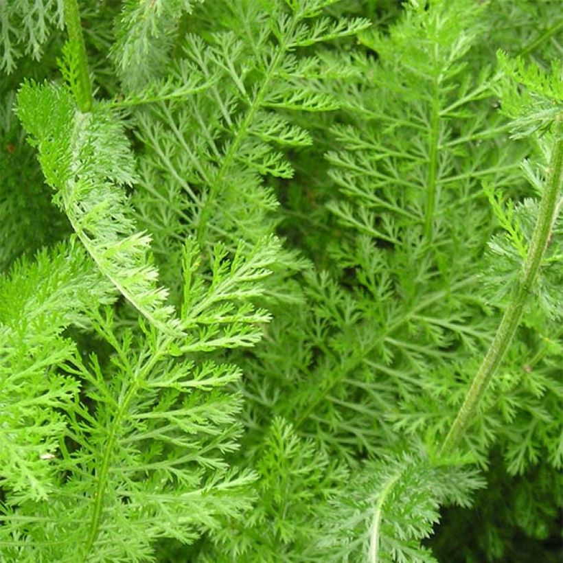 Achillée Desert Eve Deep Rose (Foliage)