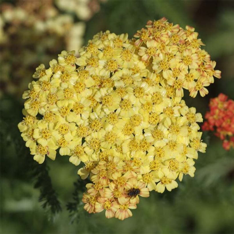 Achillée Desert Eve Terracotta (Flowering)