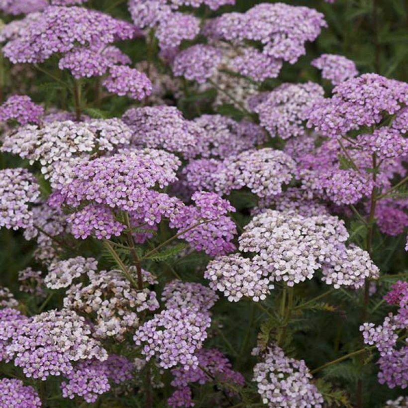 Achillée millefolium Excel (Flowering)