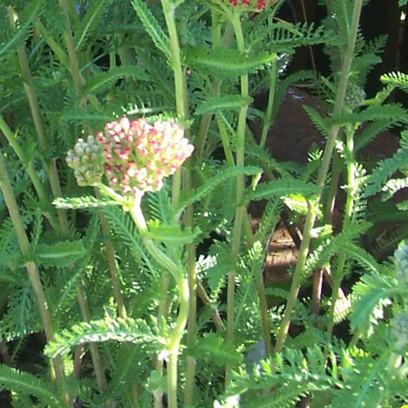 Achillée millefolium The Beacon (Fanal) (Foliage)