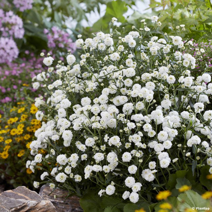 Achillea ptarmica Diadem - Bouton d'argent (Plant habit)