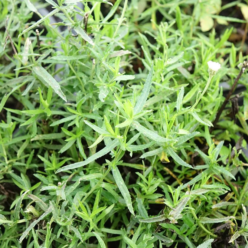 Achillea ptarmica Diadem - Bouton d'argent (Foliage)