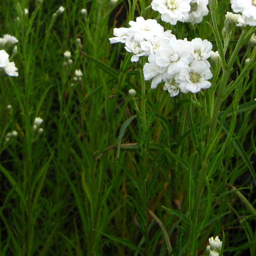 Achillea ptarmica Weihenstephan - Bouton d'argent (Foliage)