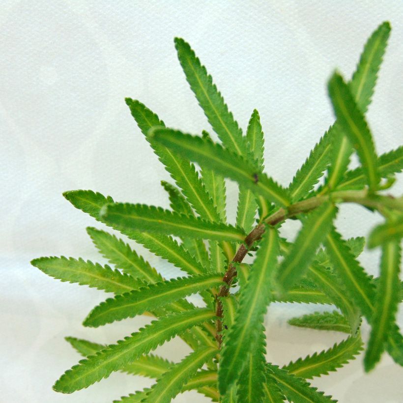Achilléa sibirica var. camtschatica Love Parade - Achillée de Sibérie. (Foliage)