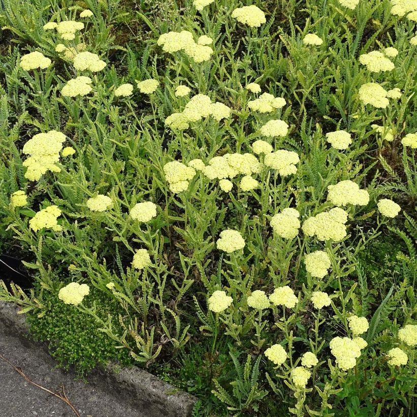 Achillée taygetea - Achillea taygetea (Plant habit)