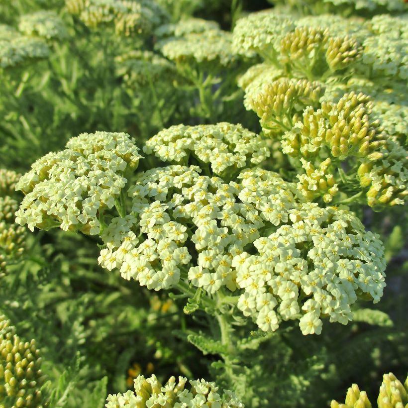 Achillée - Achillea crithmifolia (Flowering)