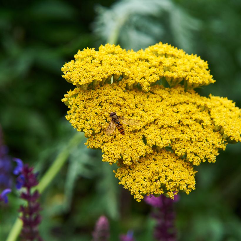 Achillée Coronation Gold (Flowering)