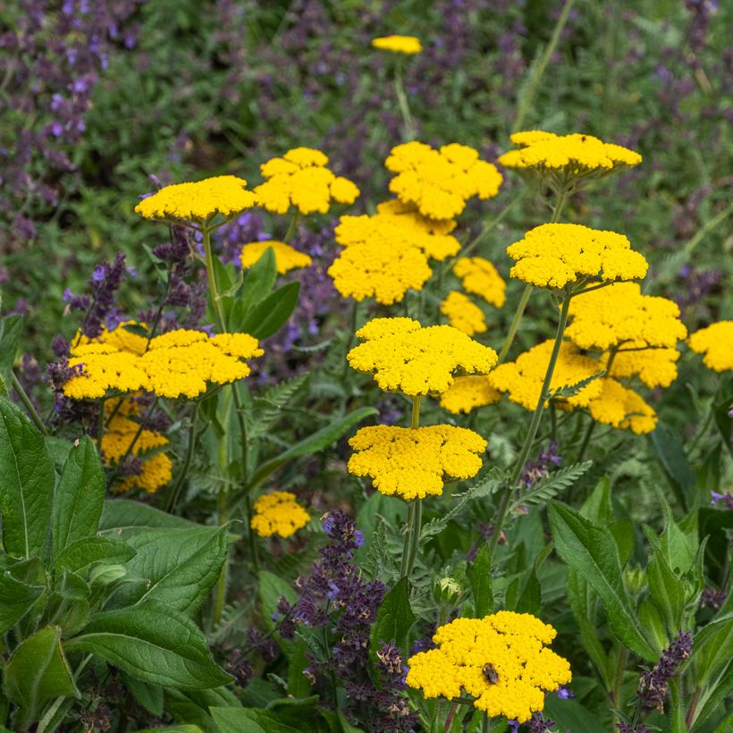 Achillée Coronation Gold (Plant habit)