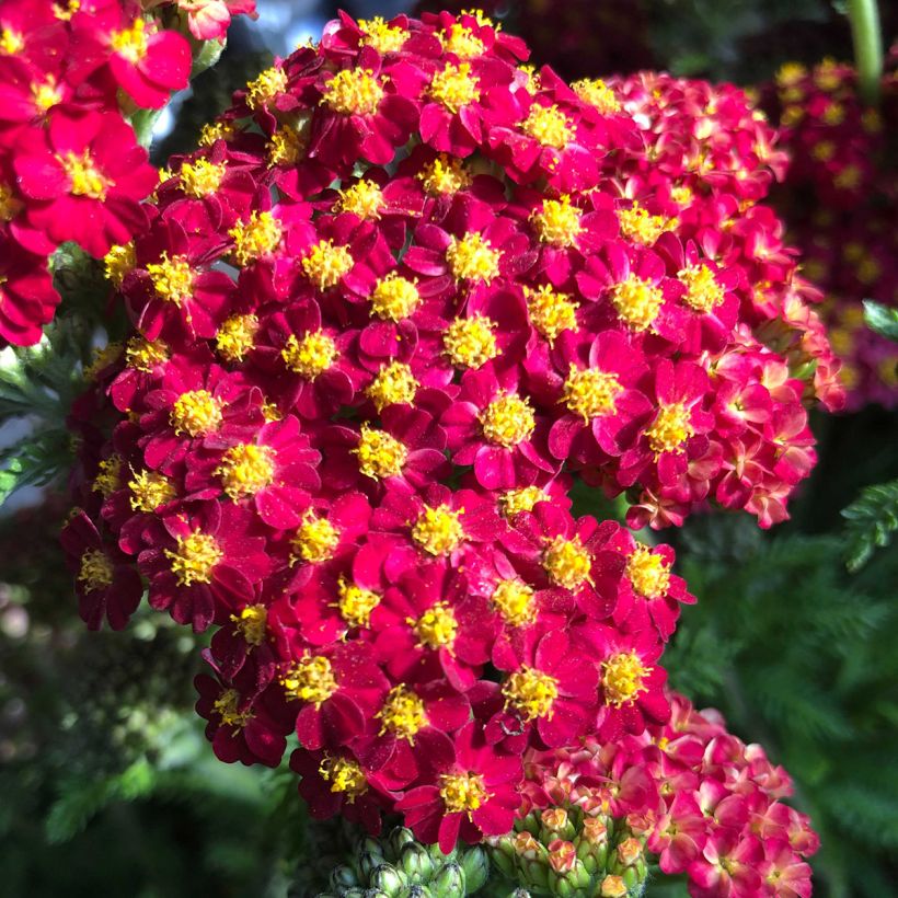Achillée Desert Eve Red (Flowering)