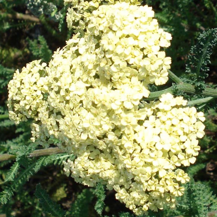 Achillée millefolium Hella Glashoff (Flowering)
