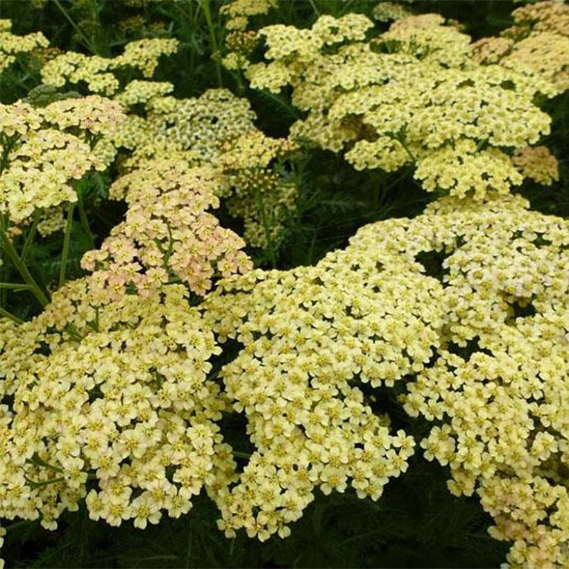 Achillée Hoffnung (Flowering)