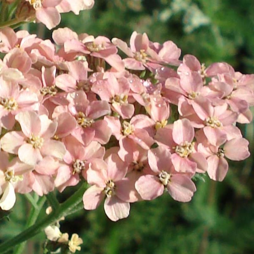 Achillée millefolium Salmon Beauty (Flowering)