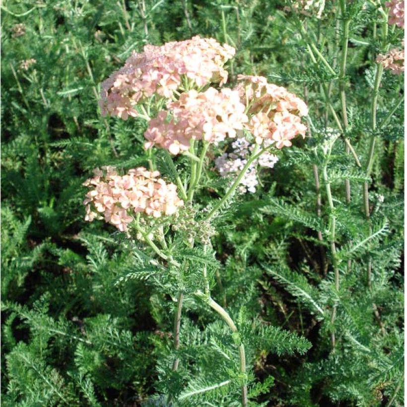 Achillée millefolium Salmon Beauty (Plant habit)