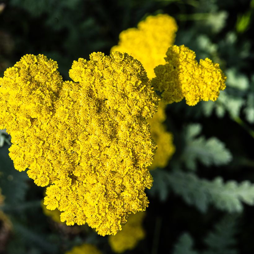 Achillée Moonshine (Flowering)