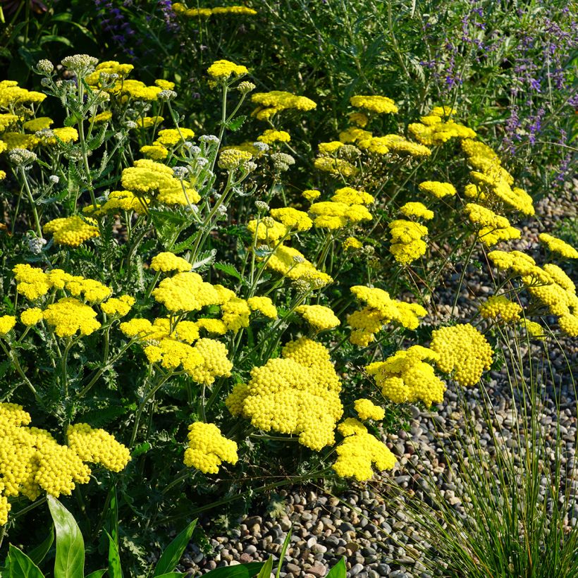 Achillée Moonshine (Plant habit)