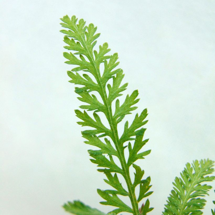 Achillée Walter Funcke - Achillea millefolium (Foliage)