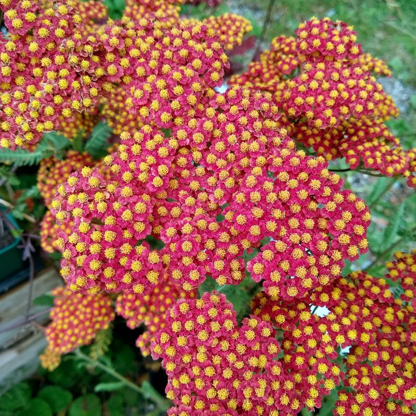 Achillée Walter Funcke - Achillea millefolium (Flowering)