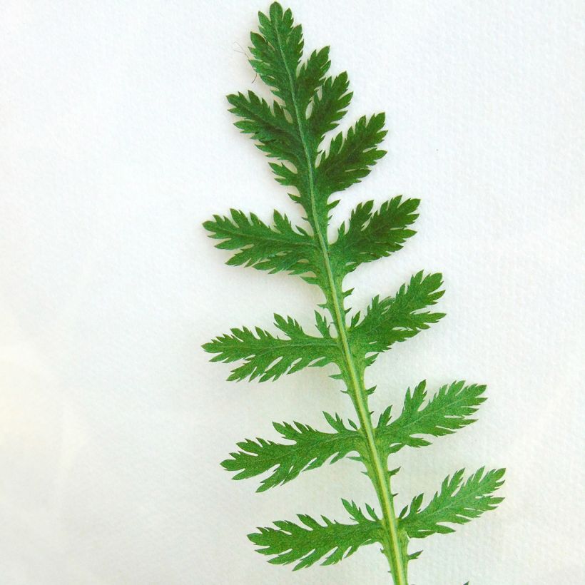 Achillée filipendulina Cloth of Gold (Foliage)