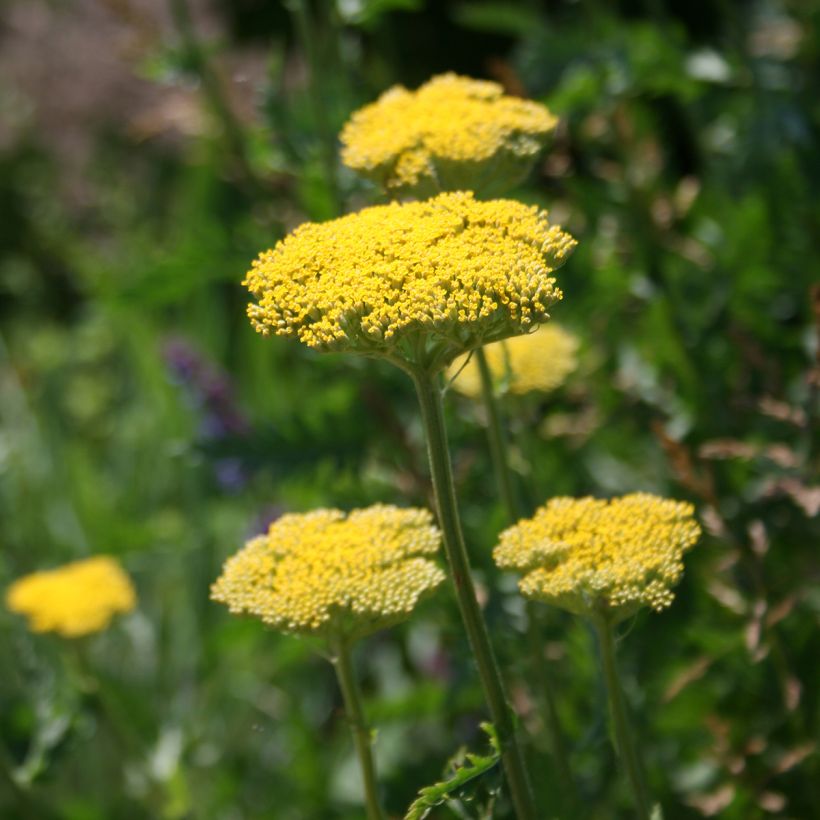Achillée filipendulina Cloth of Gold (Flowering)