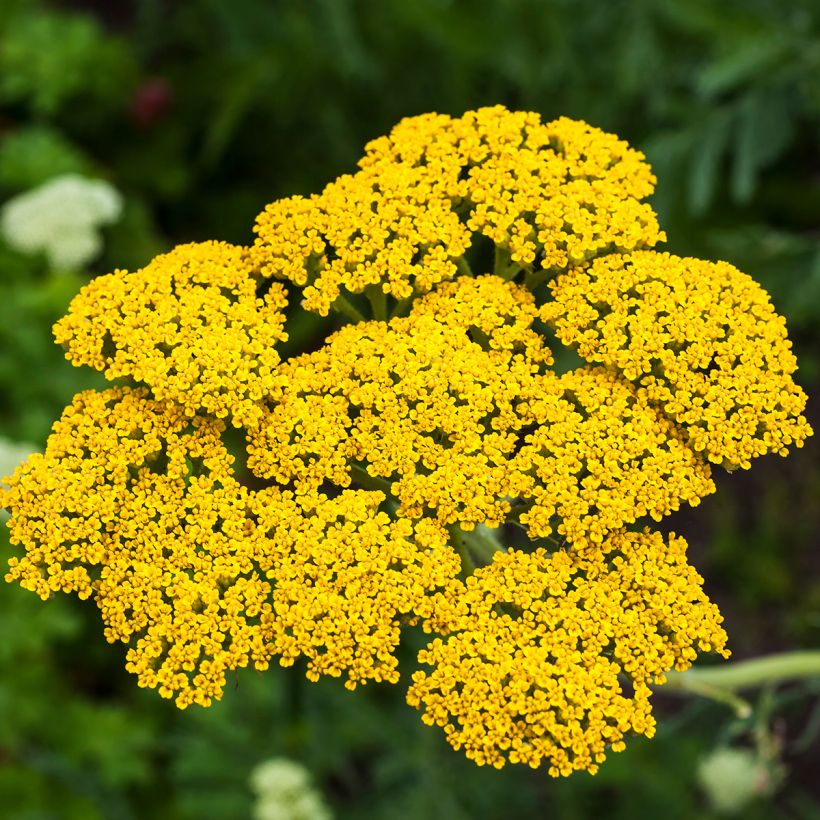 Achillée filipendulina Golden Plate (Flowering)
