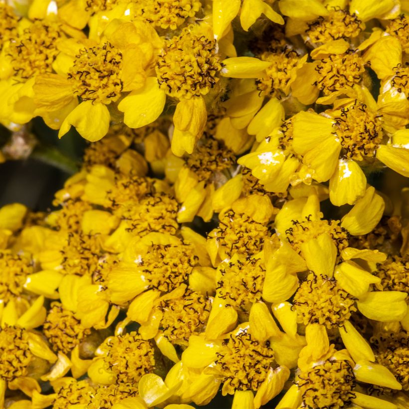 Achillea tomentosa Aurea (Maynard's Gold) - Achillée laineuse (Flowering)