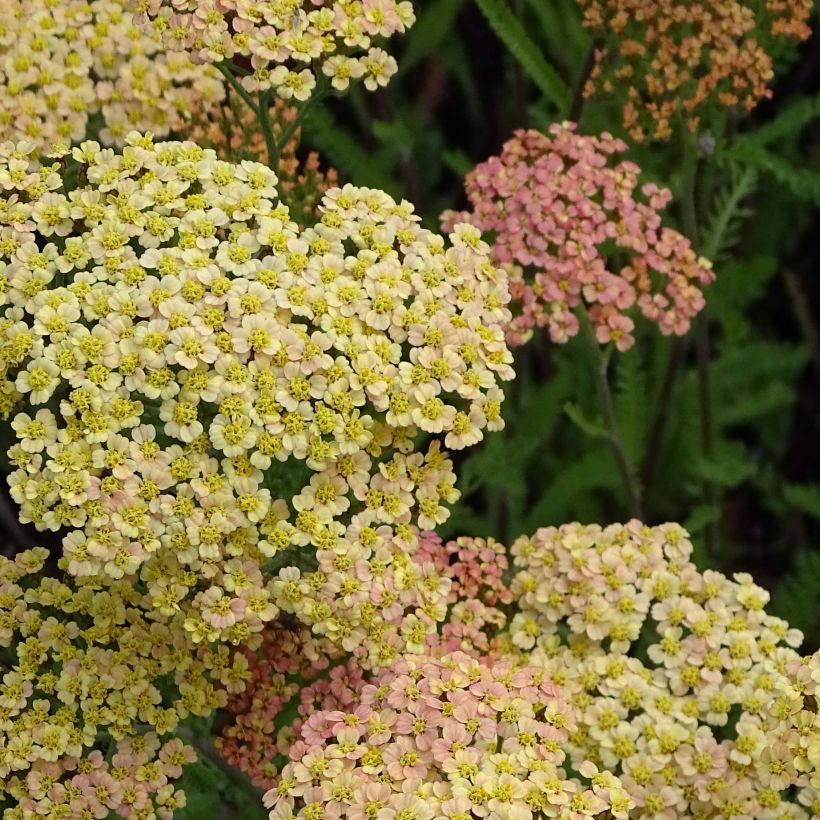 Achillée millefeuille Hannelore Pahl (Flowering)