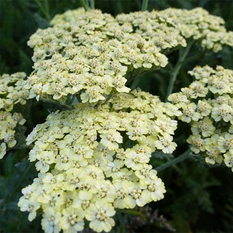 Achillée millefeuille Hymne (Flowering)